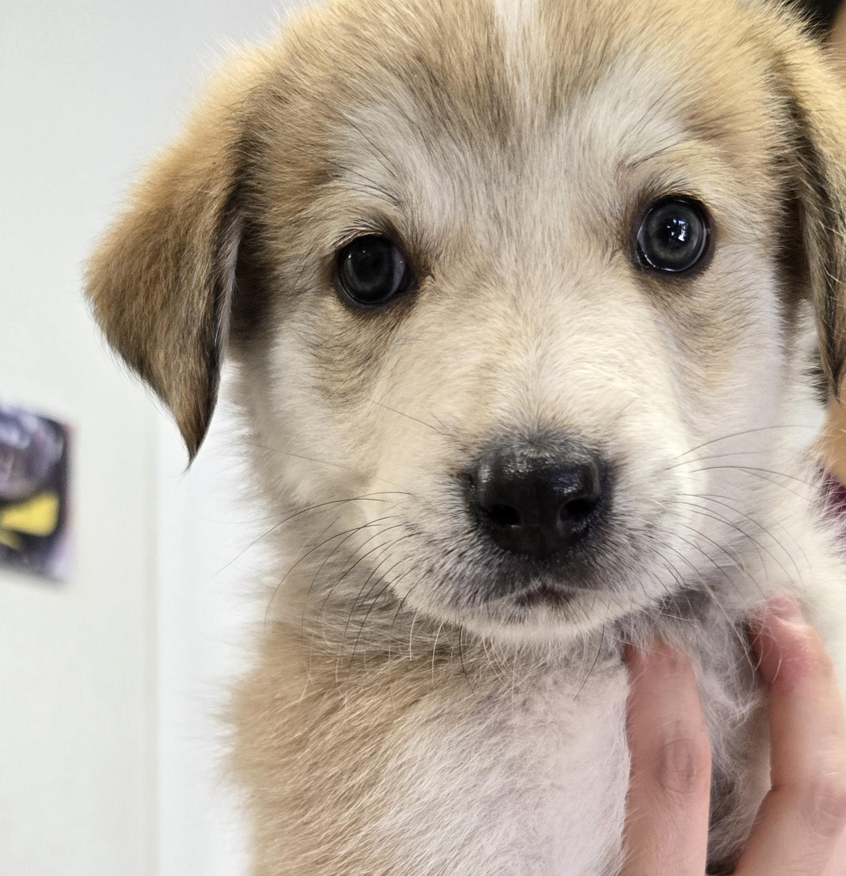 Hank, Adopted, Puppy Male Great Pyrenees & Husky.