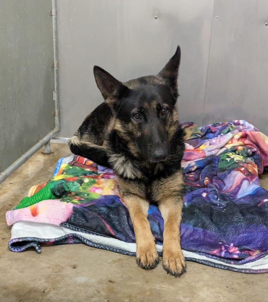 Enlarge Ren, a Adopted German Shepherd Dog in La Porte, IN image 1/1
