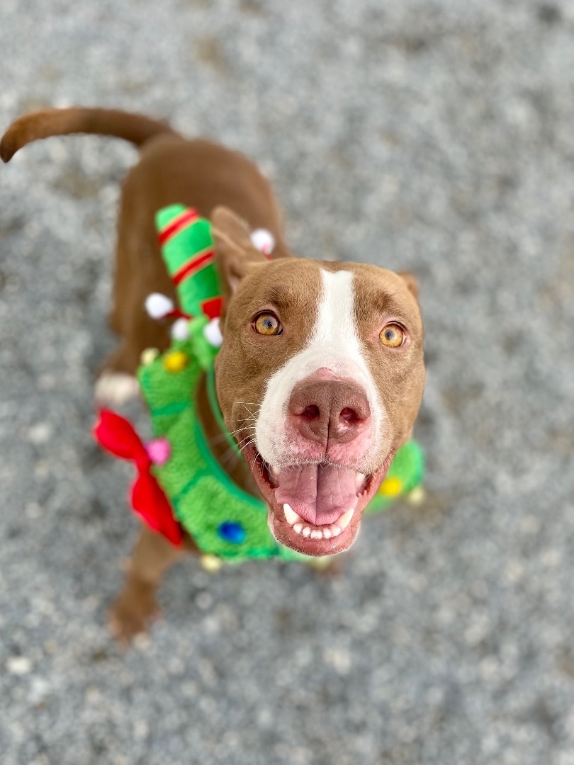 Enlarge Mary, a Adoptable Pit Bull Terrier in Mechanicsburg, PA image 2/6