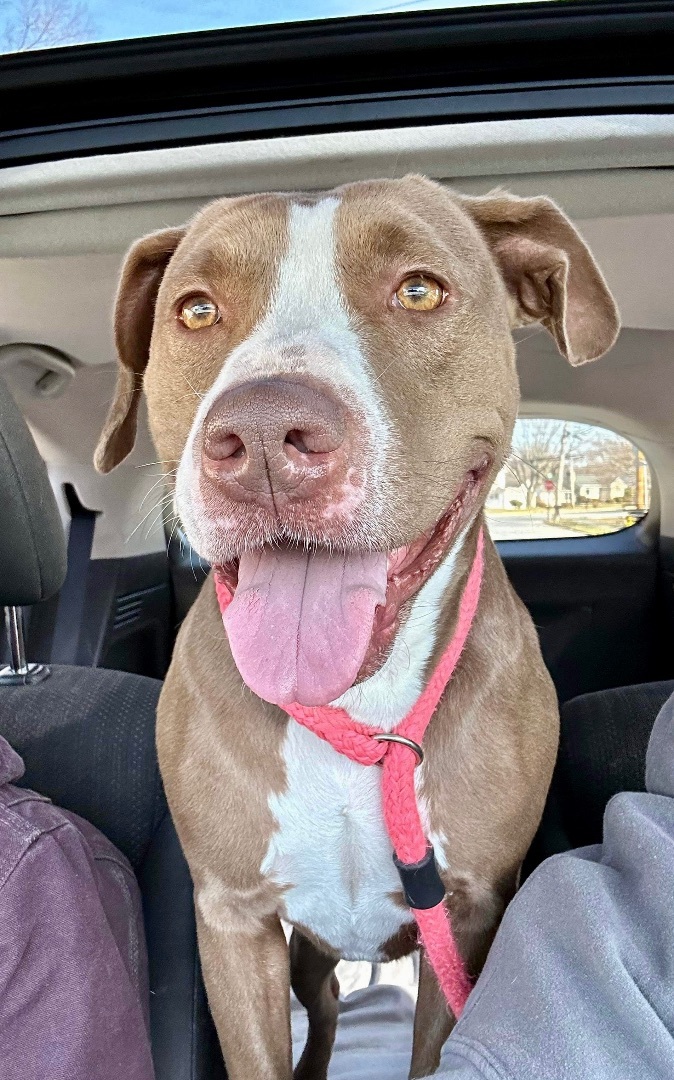 Enlarge Mary, a Adoptable Pit Bull Terrier in Mechanicsburg, PA image 3/6
