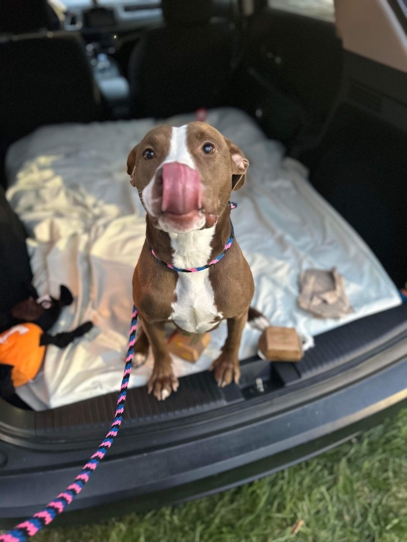 Enlarge Mary, a Adoptable Pit Bull Terrier in Mechanicsburg, PA image 4/6