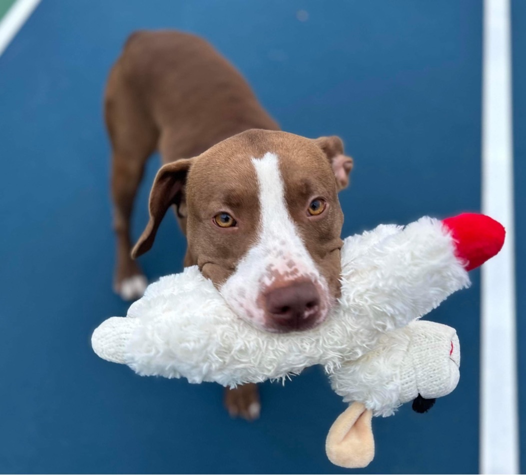 Enlarge Mary, a Adoptable Pit Bull Terrier in Mechanicsburg, PA image 5/6