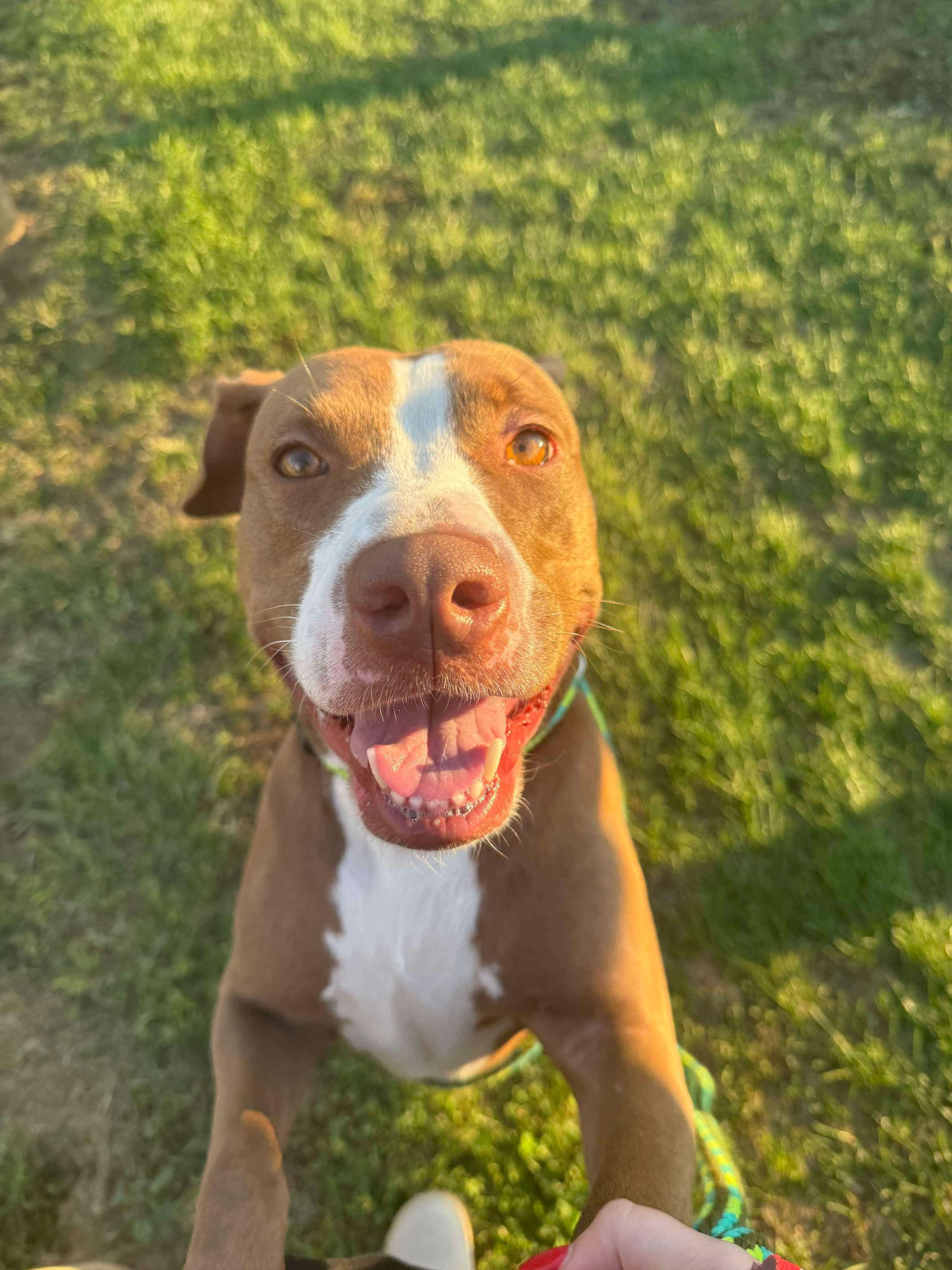 Enlarge Mary, a Adoptable Pit Bull Terrier in Mechanicsburg, PA image 1/6