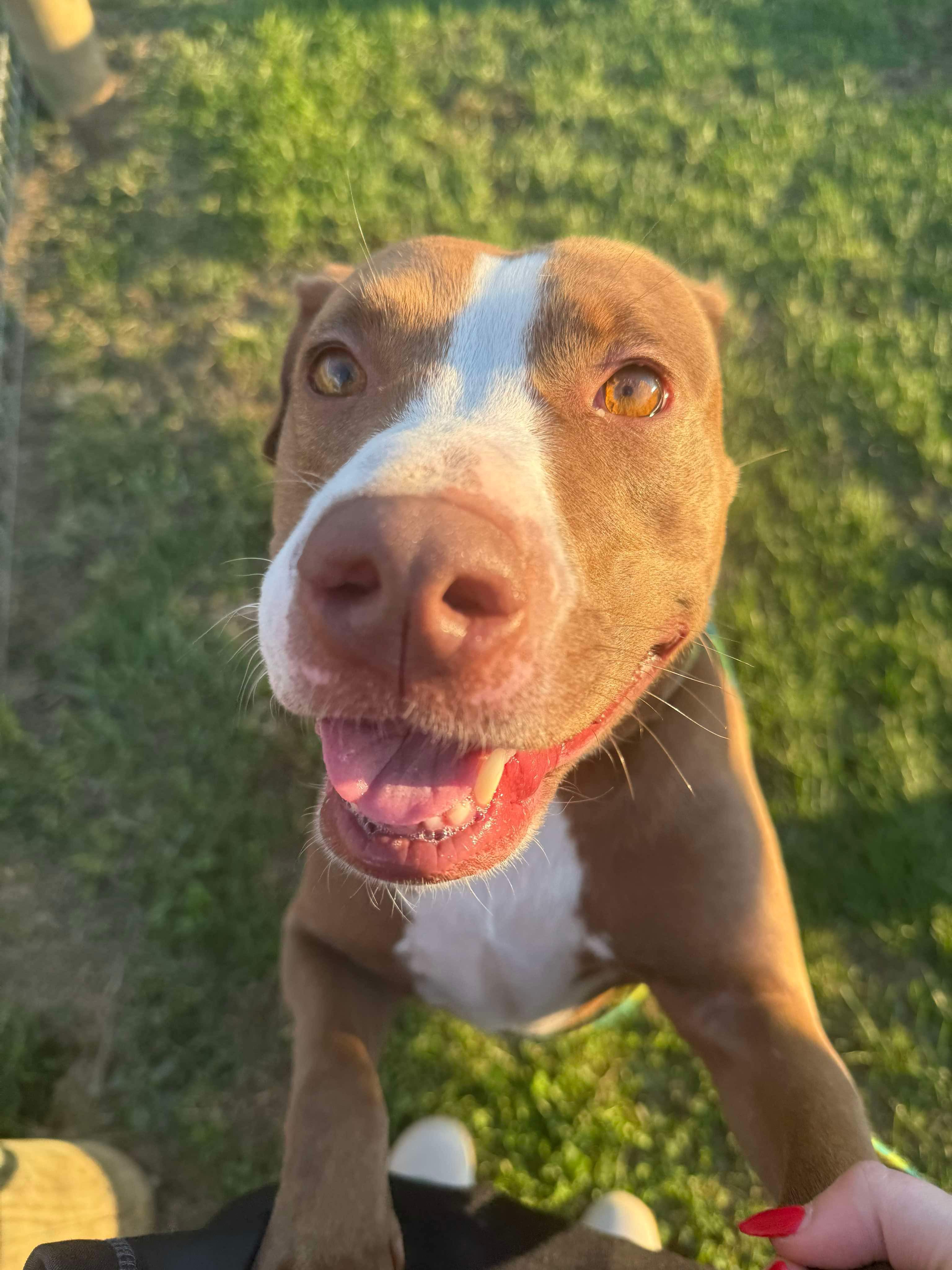 Enlarge Mary, a Adoptable Pit Bull Terrier in Mechanicsburg, PA image 6/6
