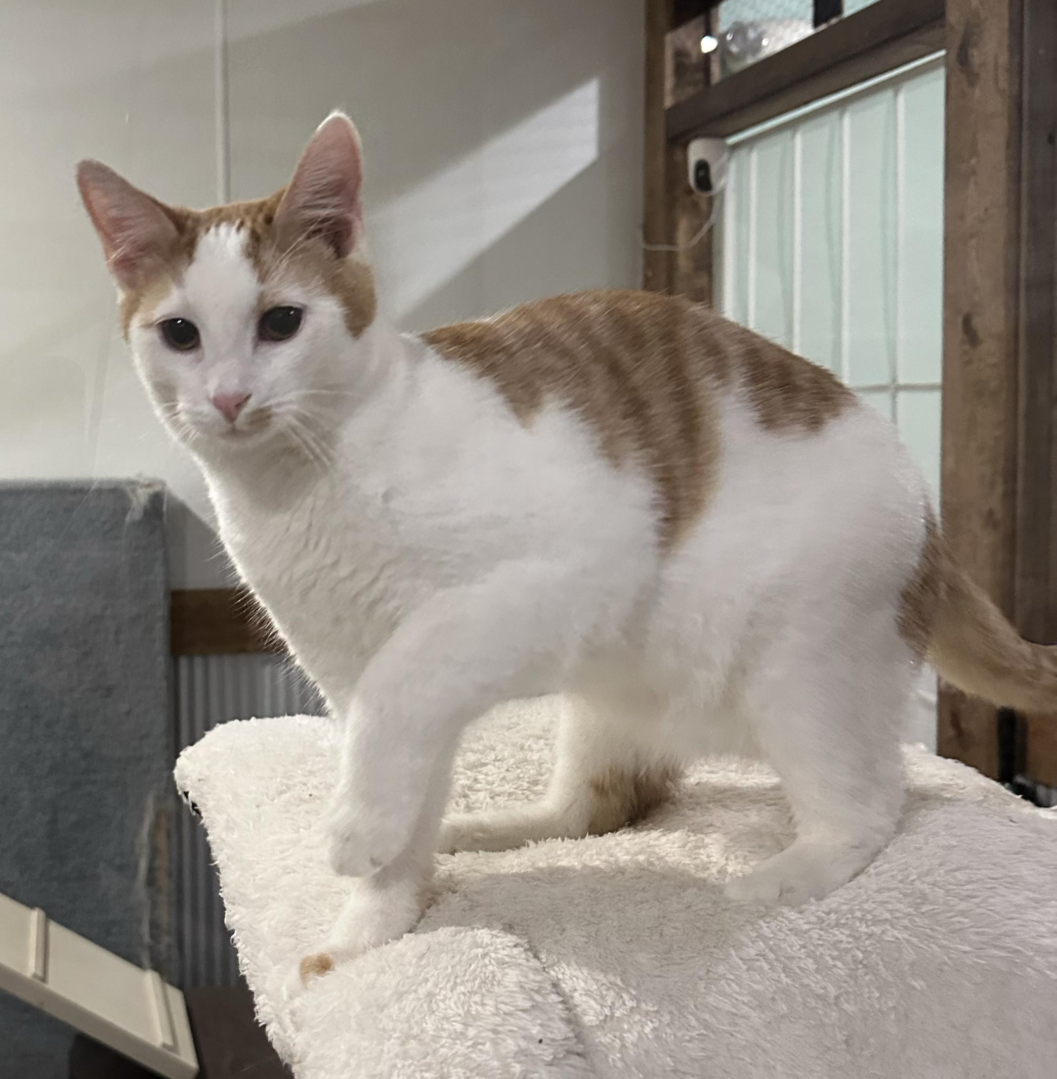 Enlarge Bosco, a Adoptable Domestic Short Hair in Fredericksburg, OH image 1/1