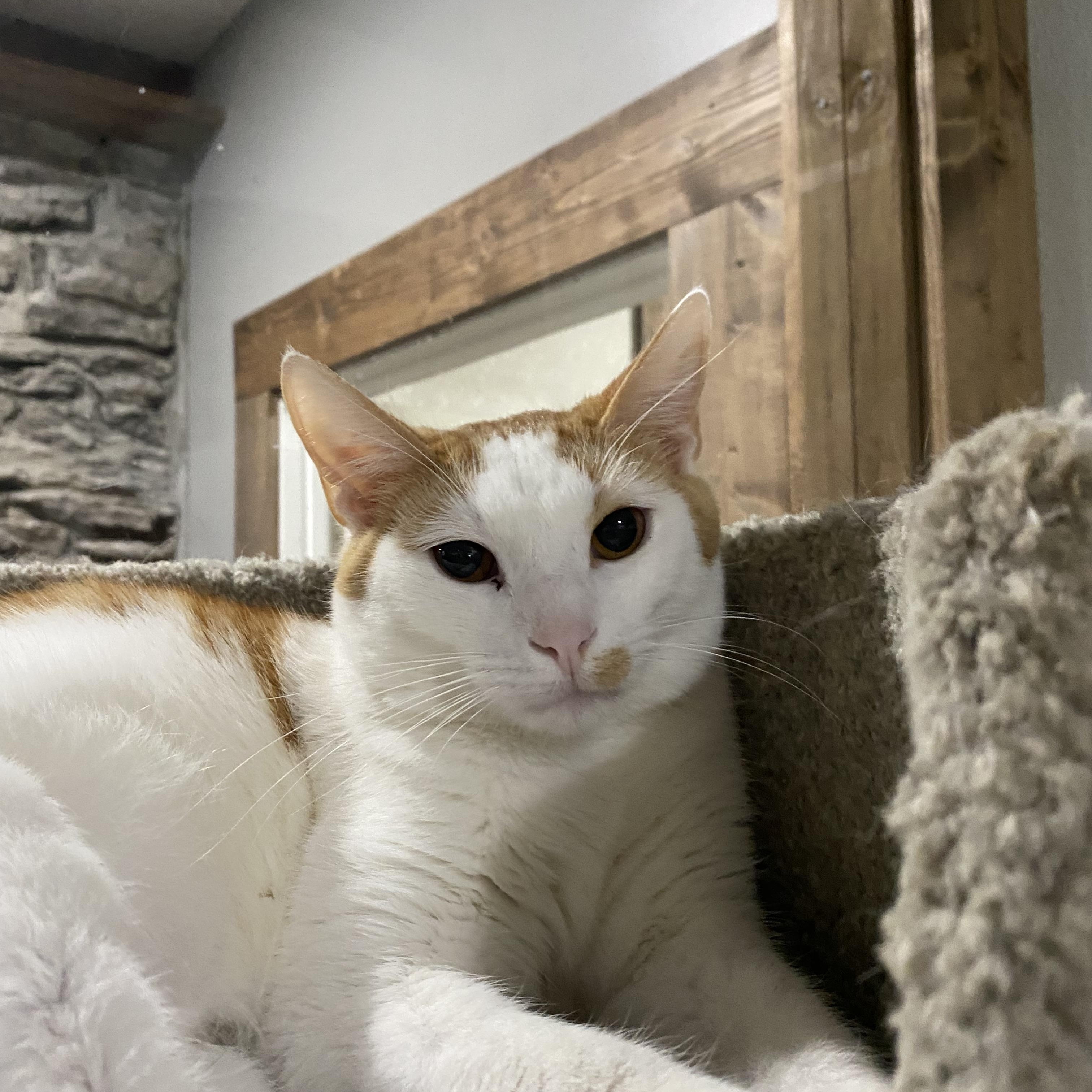 Enlarge Bosco, a Adoptable Domestic Short Hair in Fredericksburg, OH image 2/5