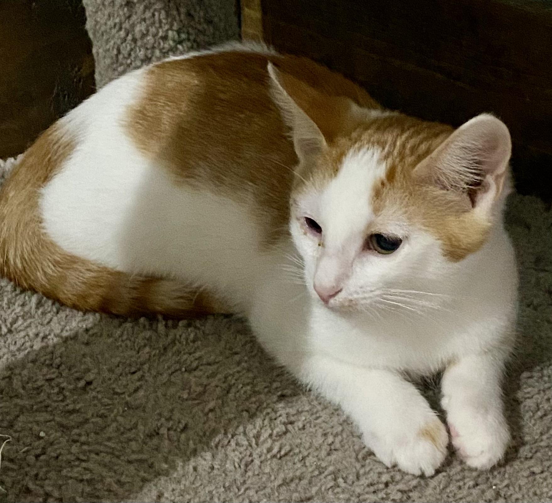 Enlarge Bosco, a Adoptable Domestic Short Hair in Fredericksburg, OH image 5/5