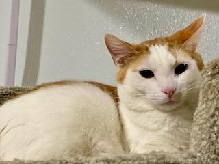 Enlarge Bosco, a Adoptable Domestic Short Hair in Fredericksburg, OH image 4/5