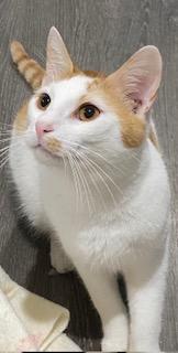 Enlarge Bosco, a Adoptable Domestic Short Hair in Fredericksburg, OH image 3/5