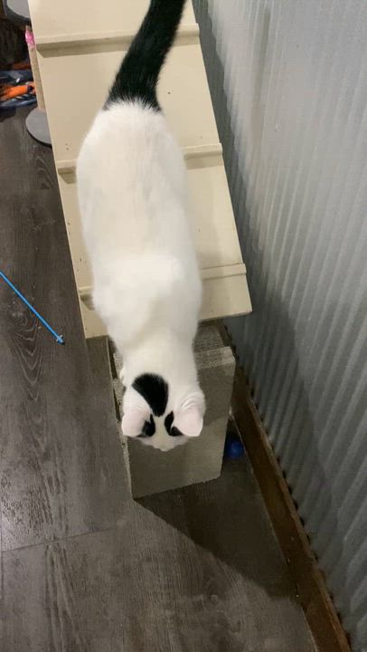 Enlarge Bosco, a Adoptable Domestic Short Hair in Fredericksburg, OH video 5/6