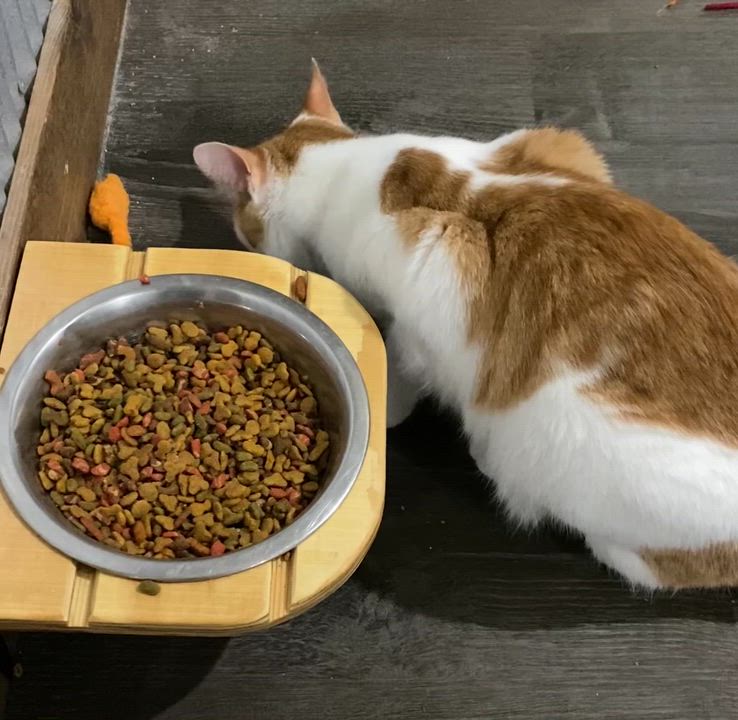 Enlarge Bosco, a Adoptable Domestic Short Hair in Fredericksburg, OH video 6/6