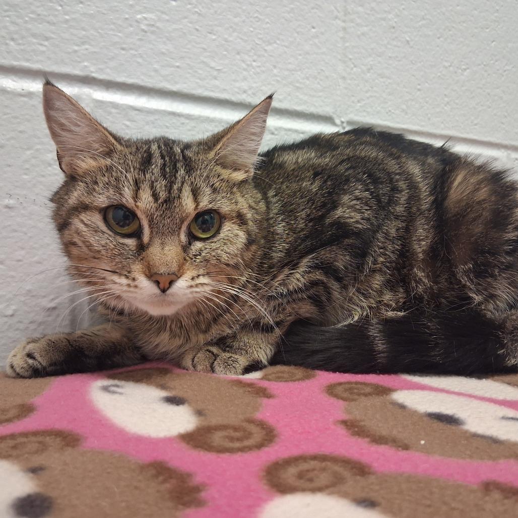 Darling, Adoptable, Adult Female Domestic Short Hair.