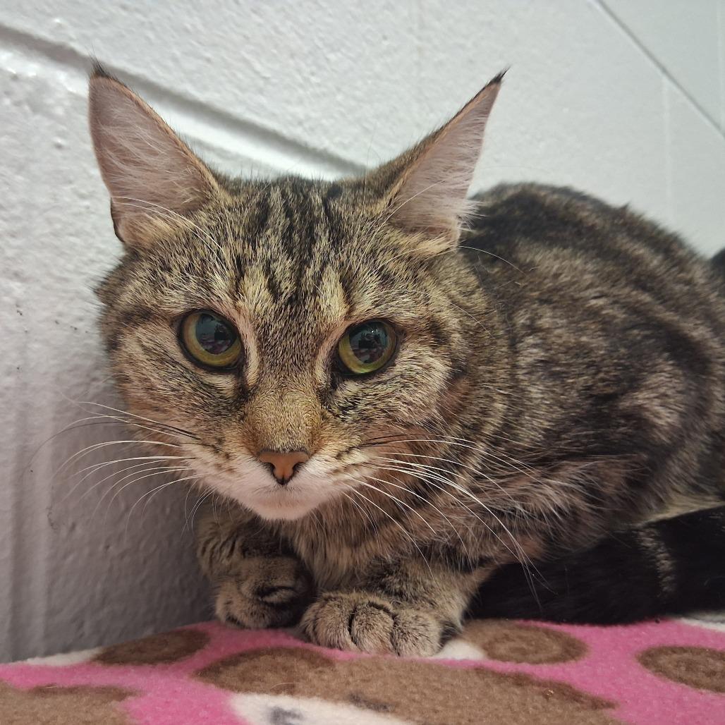 Enlarge Darling, a Adoptable Domestic Short Hair in Dayton, OH image 2/2