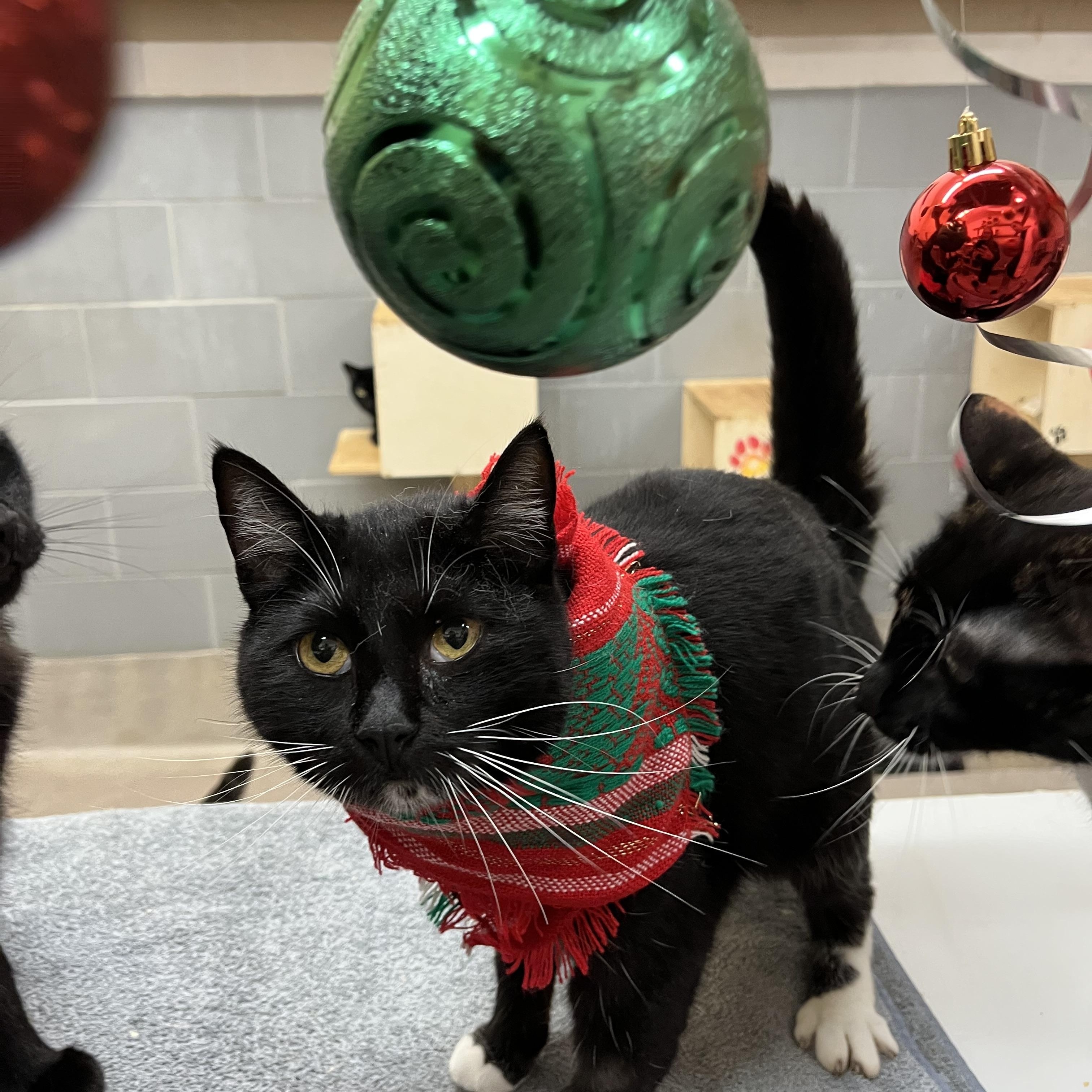 Rockella — thumbnail 5