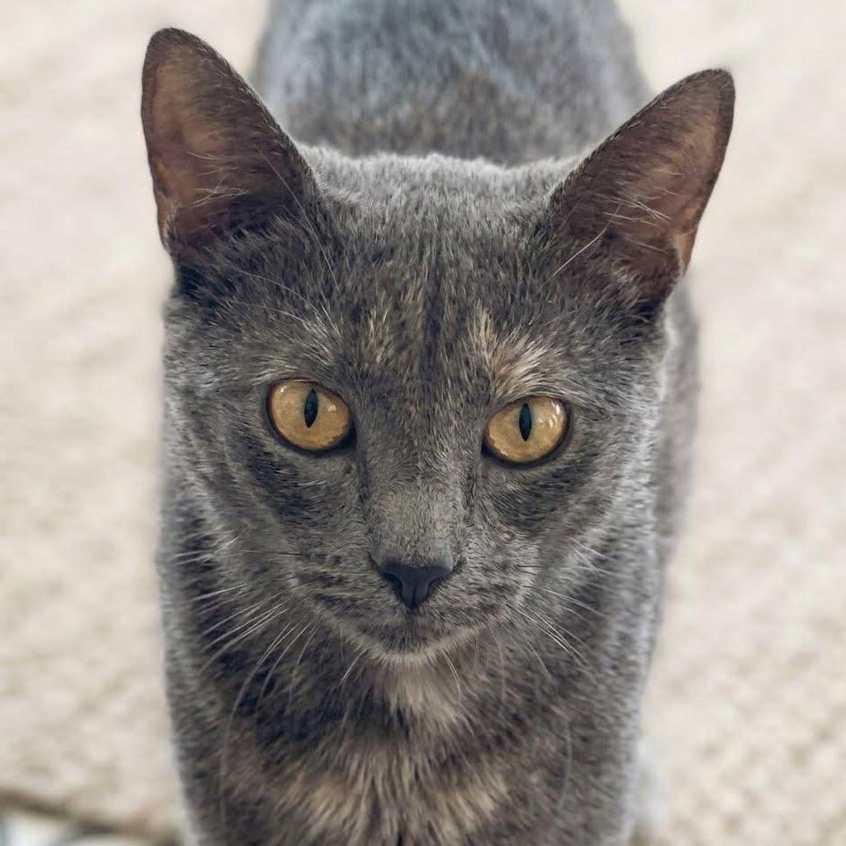 Enlarge Summer, a Adoptable Dilute Tortoiseshell in Montclair, NJ image 1/4