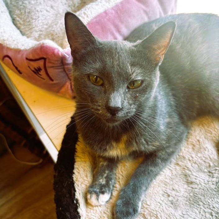 Enlarge Summer, a Adoptable Dilute Tortoiseshell in Montclair, NJ image 3/4