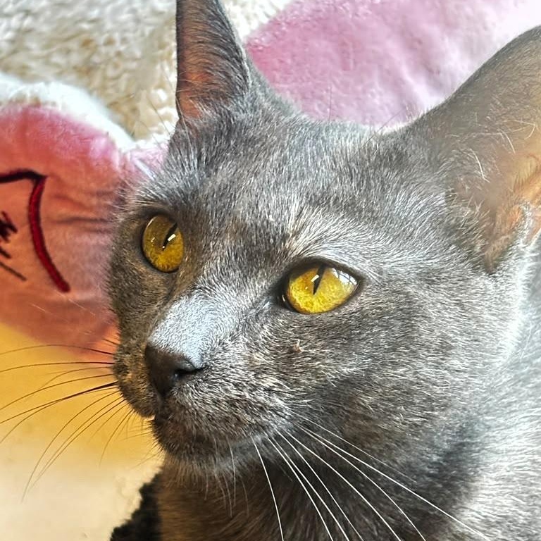 Enlarge Summer, a Adoptable Dilute Tortoiseshell in Montclair, NJ image 2/4