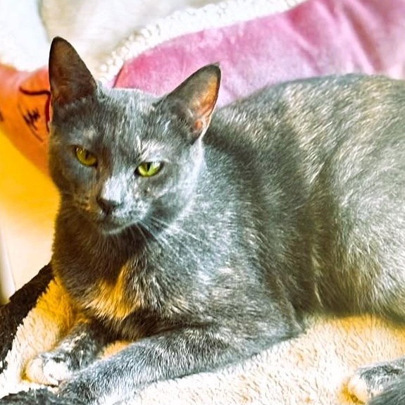 Enlarge Summer, a Adoptable Dilute Tortoiseshell in Montclair, NJ image 4/4