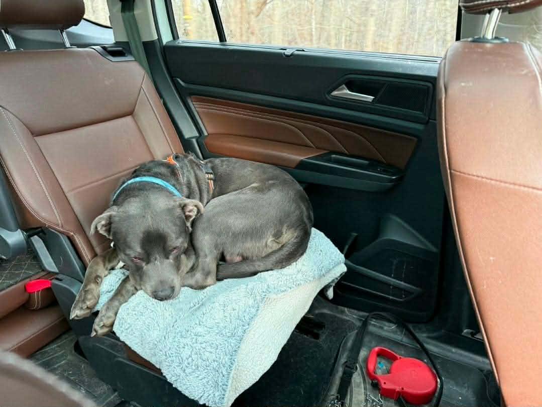 Enlarge Clark, a Adoptable Pit Bull Terrier in Lincoln Park, NJ image 1/4