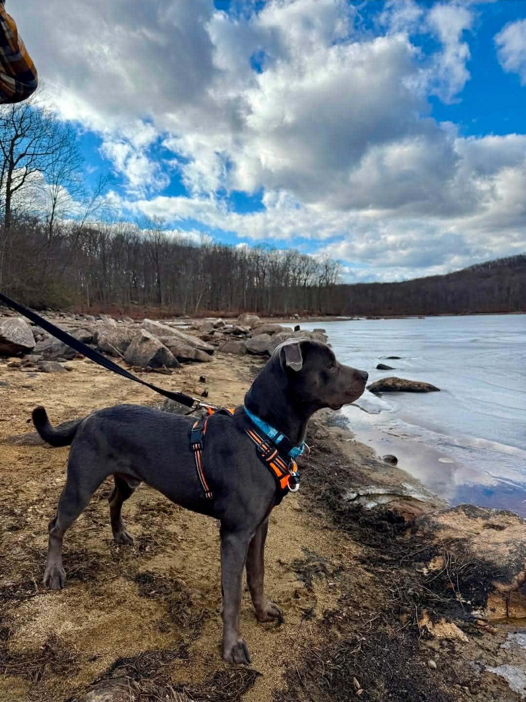 Enlarge Clark, a Adoptable Pit Bull Terrier in Lincoln Park, NJ image 3/4