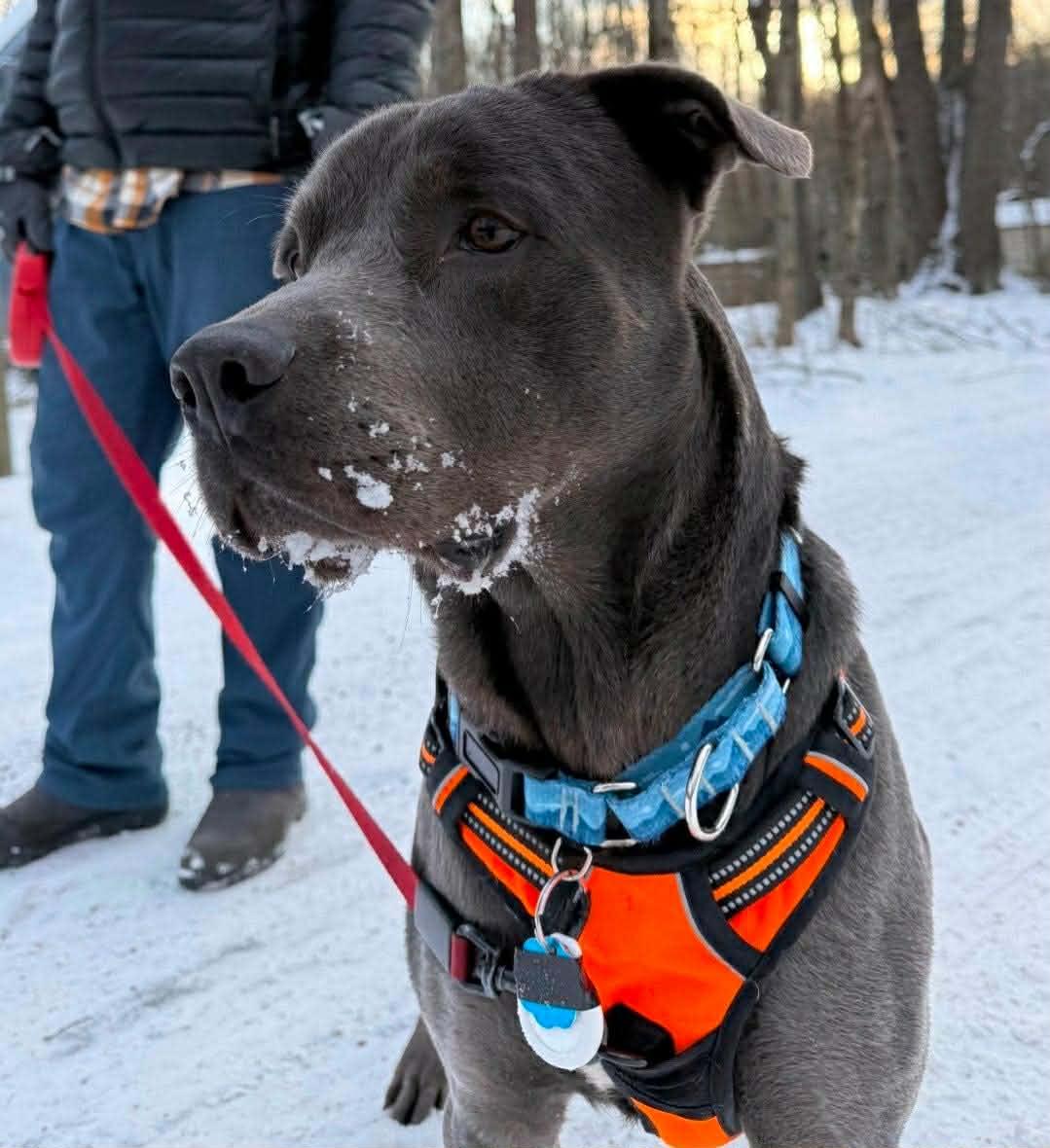 Enlarge Clark, a Adoptable Pit Bull Terrier in Lincoln Park, NJ image 4/4