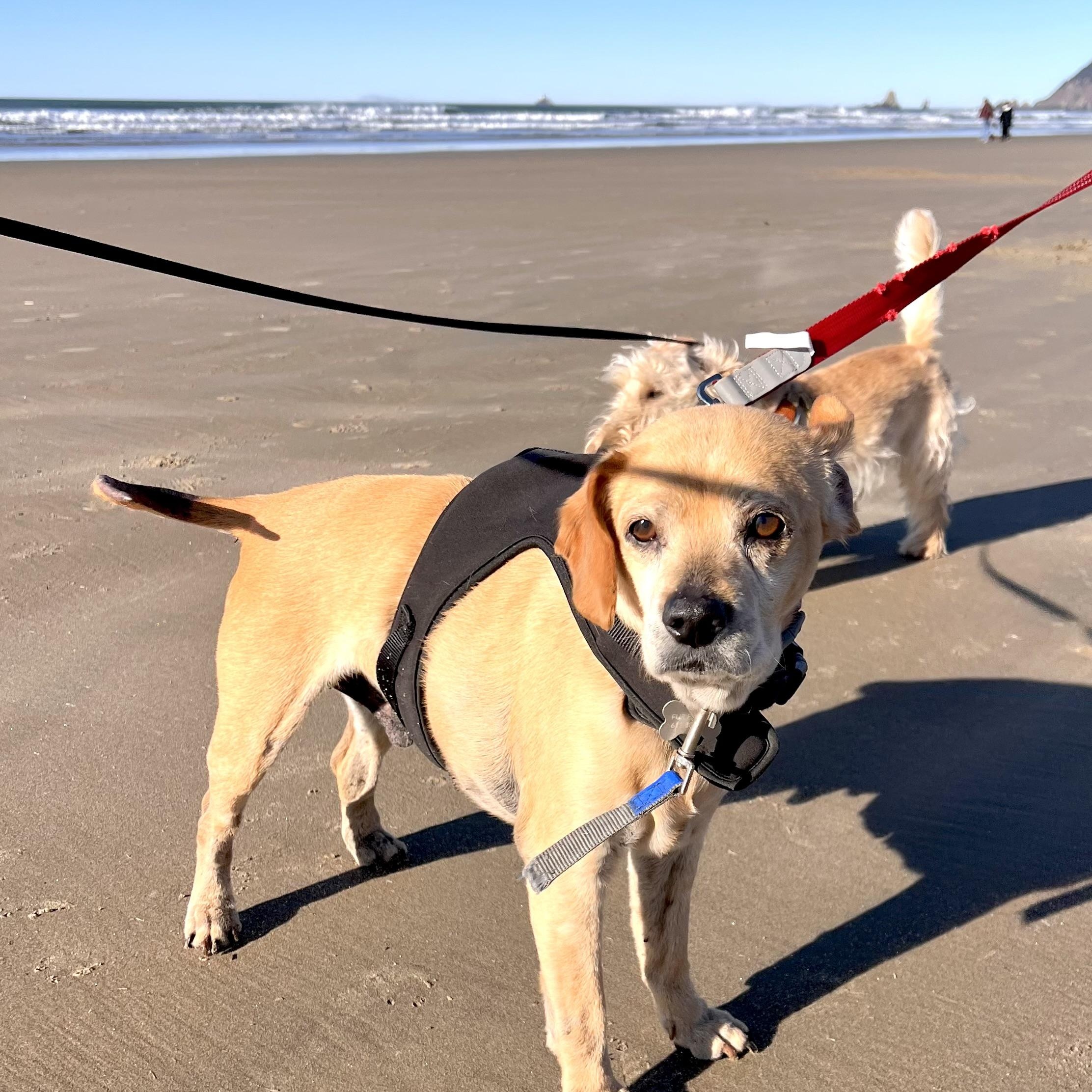 Enlarge Whiskey (available for Foster to Adopt), a Adoptable mixed breed in Saint Helens, OR image 4/6