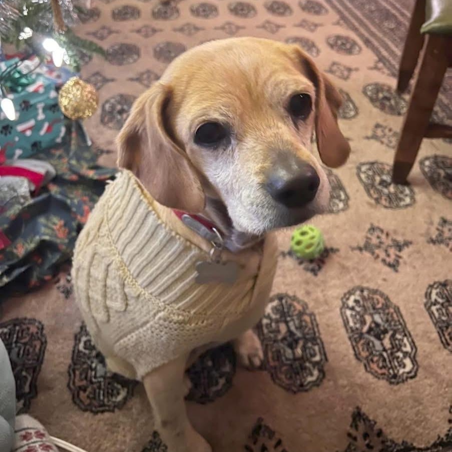 Enlarge Whiskey (available for Foster to Adopt), a Adoptable mixed breed in Saint Helens, OR image 1/6