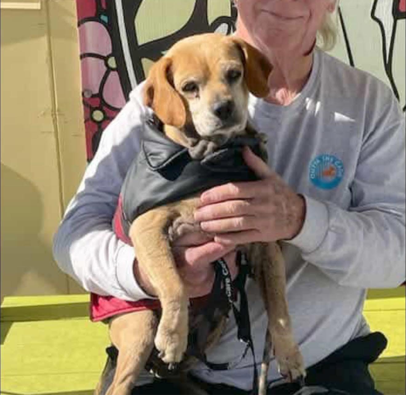 Enlarge Whiskey (available for Foster to Adopt), a Adoptable mixed breed in Saint Helens, OR image 2/6