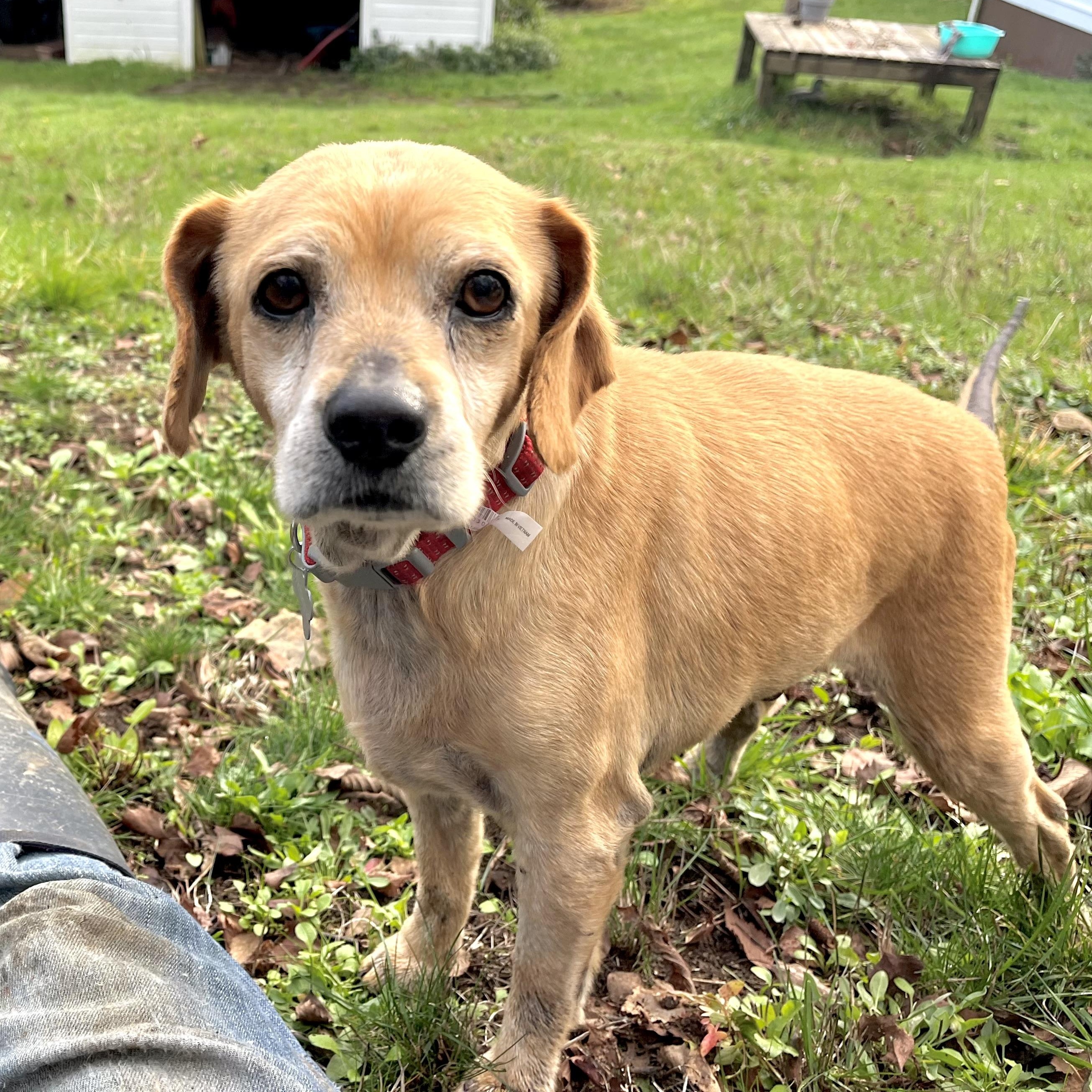 Enlarge Whiskey (available for Foster to Adopt), a Adoptable mixed breed in Saint Helens, OR image 5/6