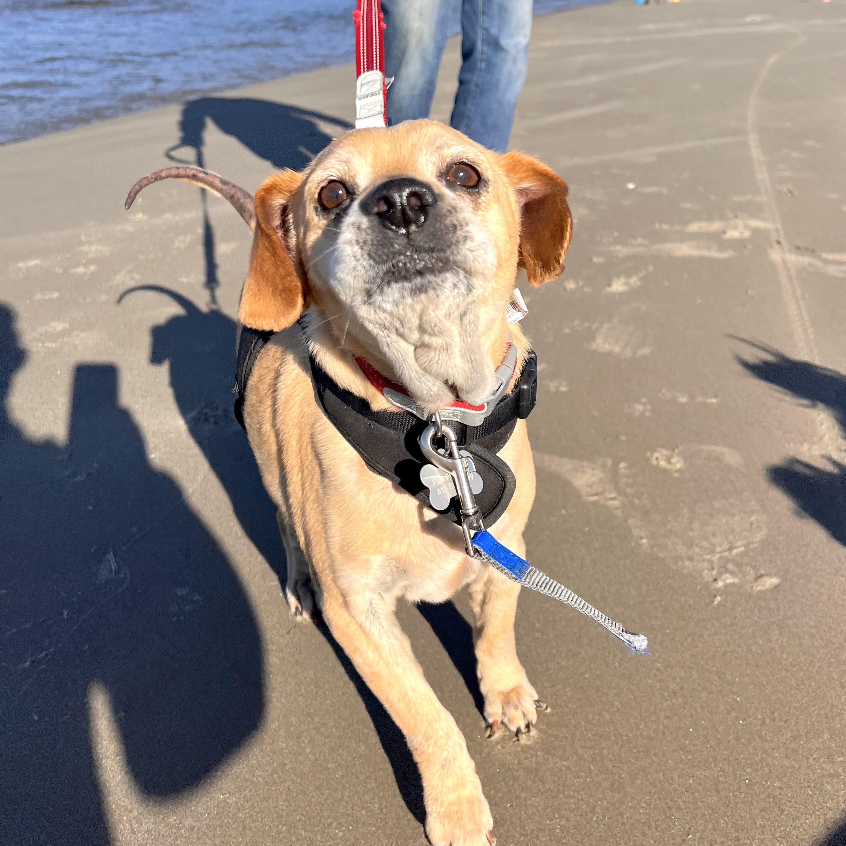 Enlarge Whiskey (available for Foster to Adopt), a Adoptable mixed breed in Saint Helens, OR image 3/6