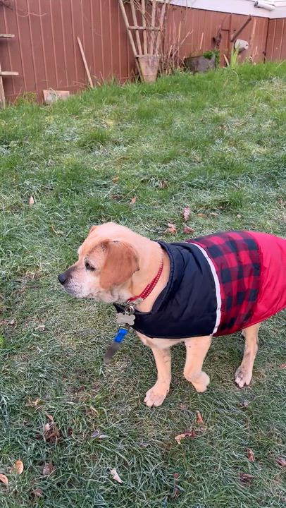 Enlarge Whiskey (available for Foster to Adopt), an adopted mixed breed in Saint Helens, OR video 6/6