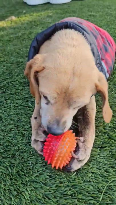 Enlarge Whiskey (available for Foster to Adopt), a Adoptable mixed breed in Saint Helens, OR video 6/6