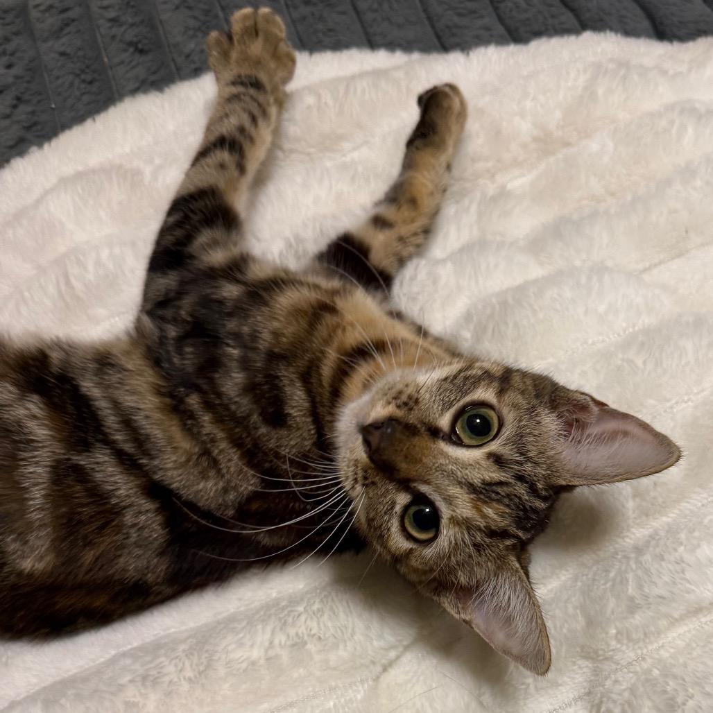 Birdie, Adoptable, Kitten Female Domestic Short Hair.