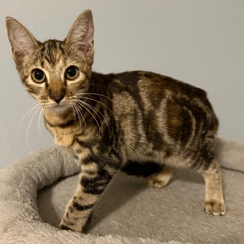 Enlarge Birdie, a Adoptable Domestic Short Hair in Booneville, AR image 2/2