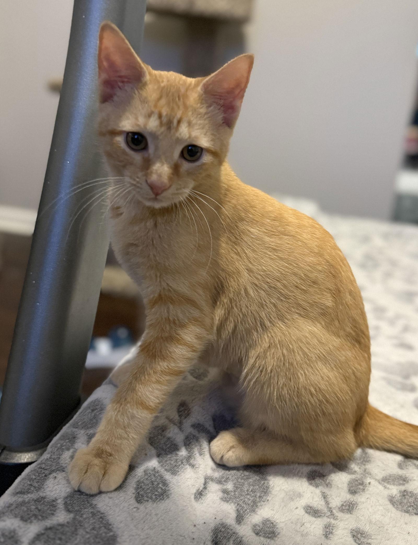 Hamlin, Adoptable, Adult Male Domestic Short Hair.