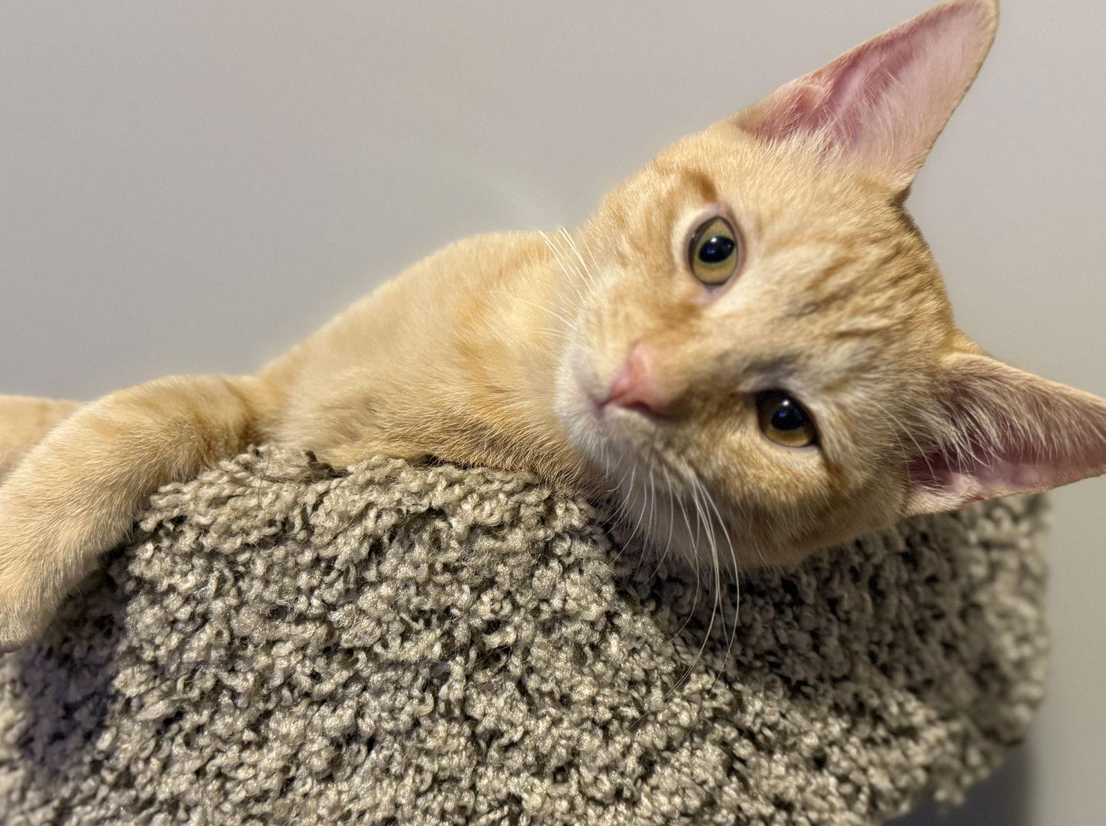 Enlarge Hamlin, a Adoptable Domestic Short Hair in Nashville, TN image 3/6