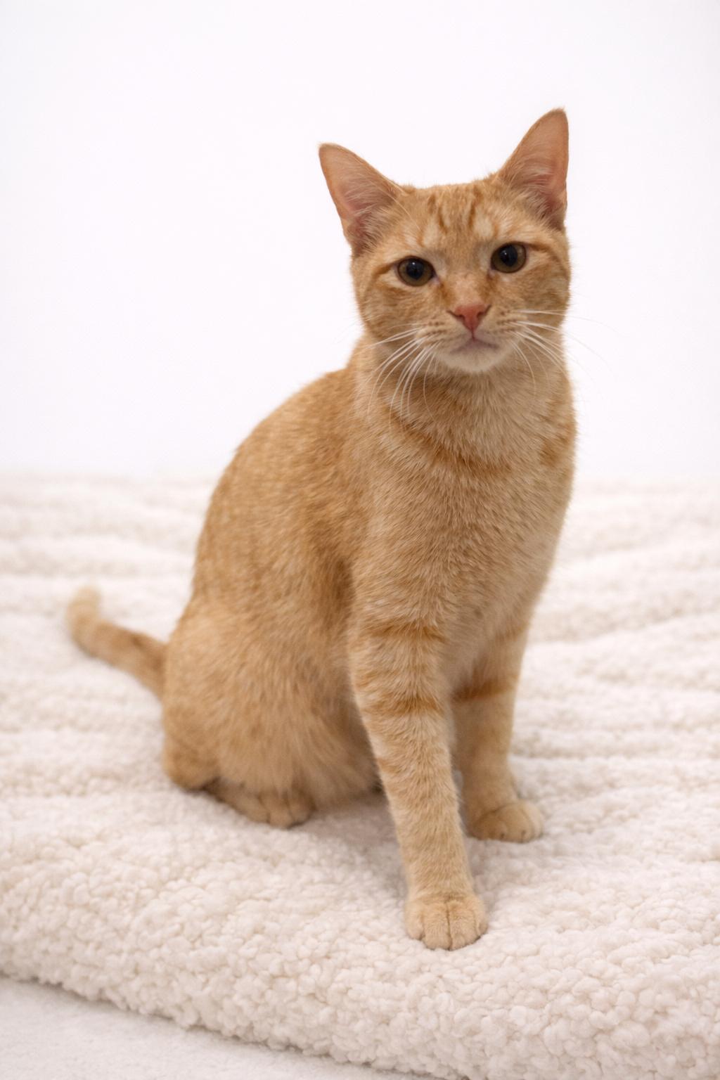 Enlarge Hamlin, a Adoptable Domestic Short Hair in Nashville, TN image 4/6