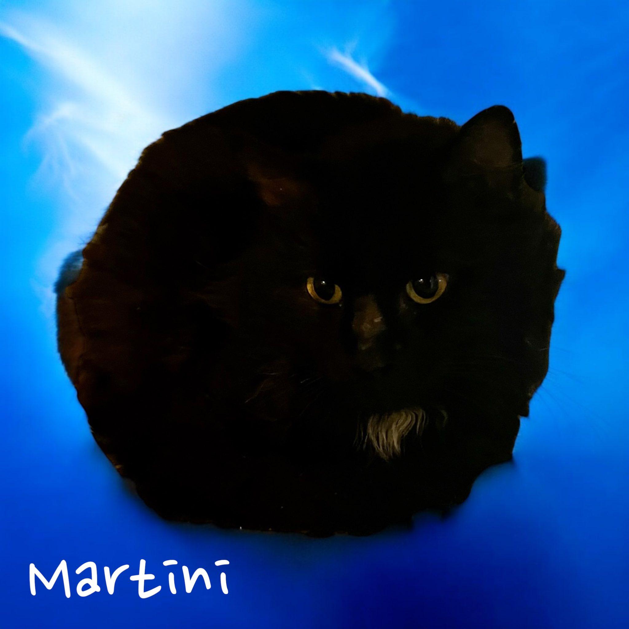 Martini, Adoptable, Adult Male Domestic Long Hair.