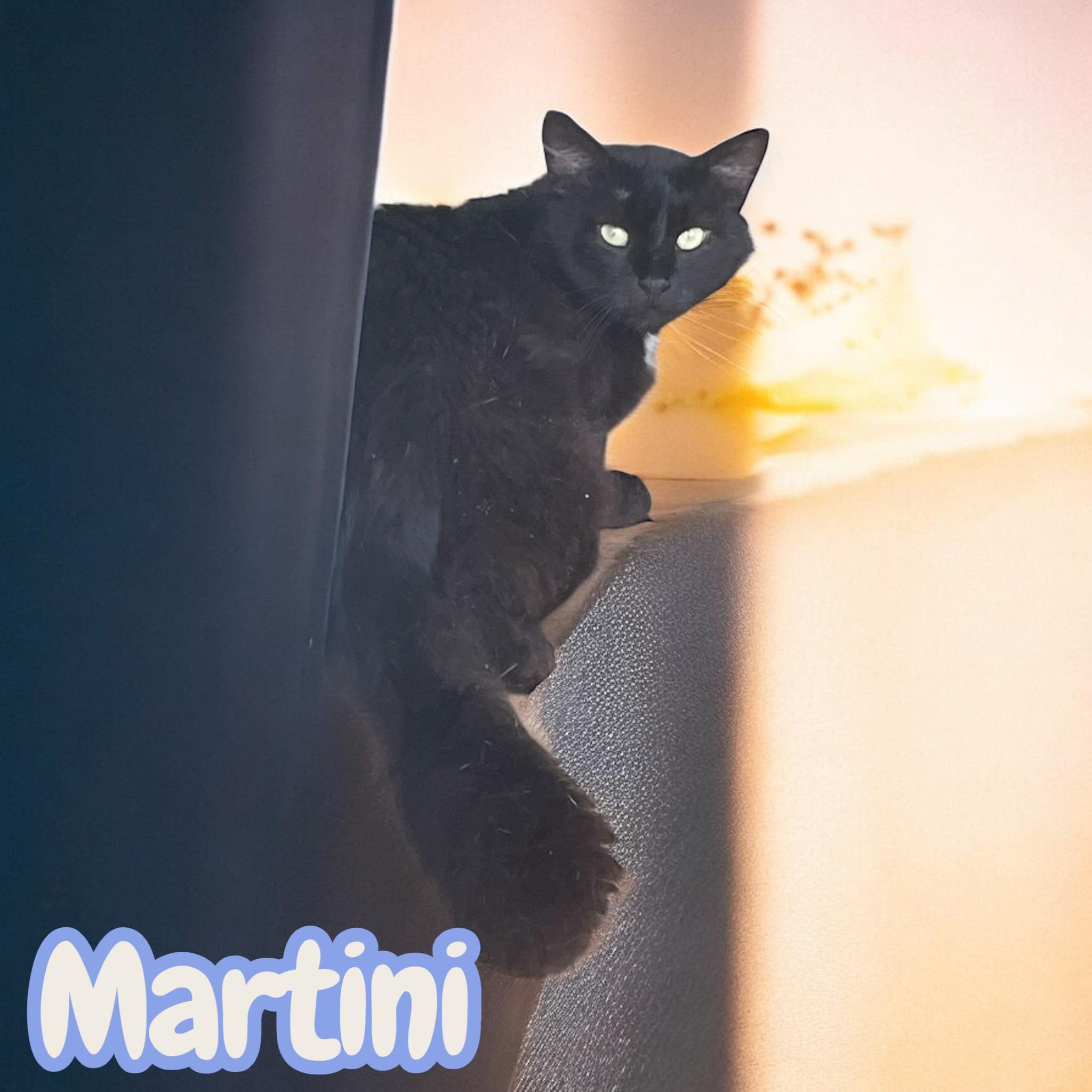 Martini, a Adoptable Domestic Long Hair in Stratford, CT image 2/2