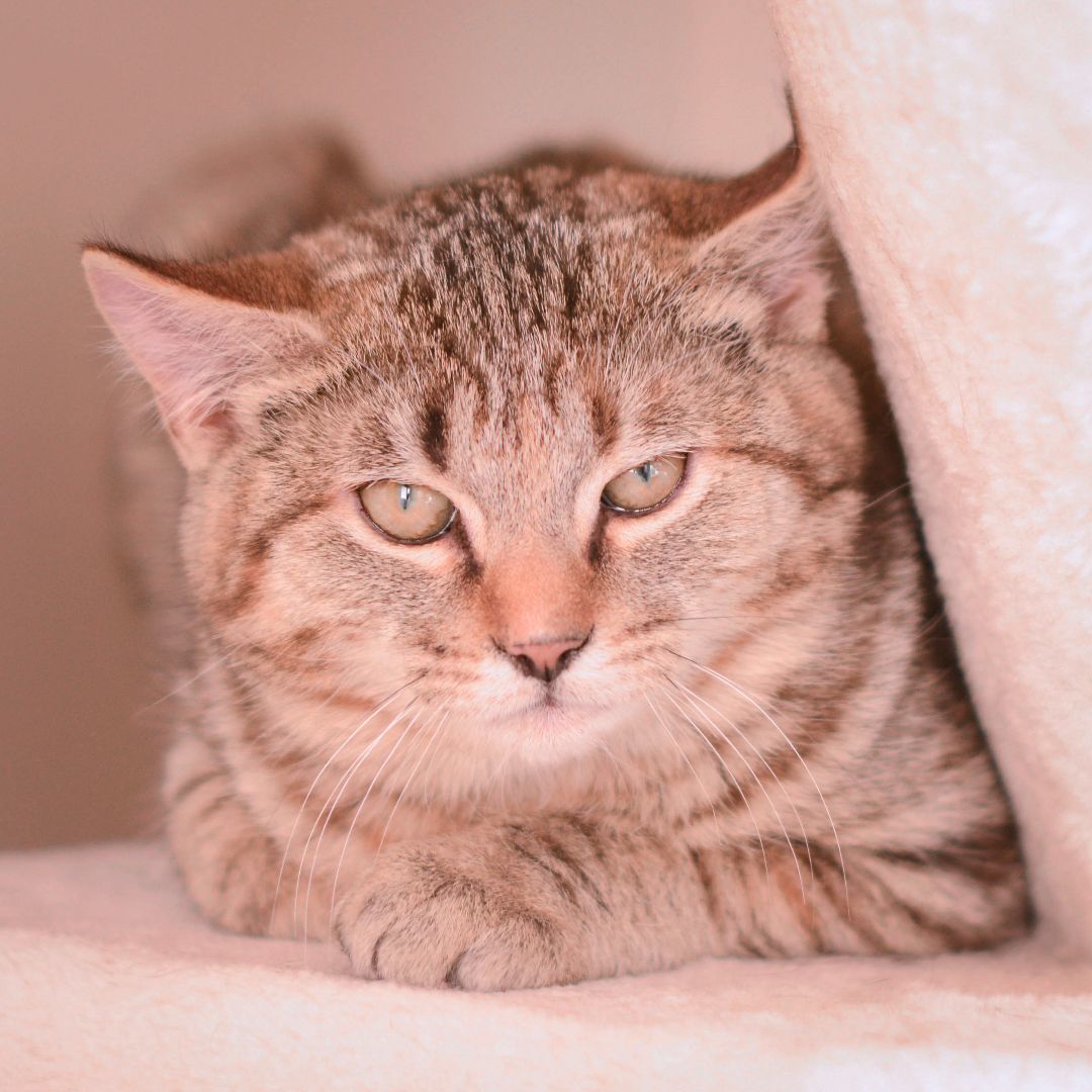 Min, an adopted Domestic Short Hair in Amsterdam, NY_image-1