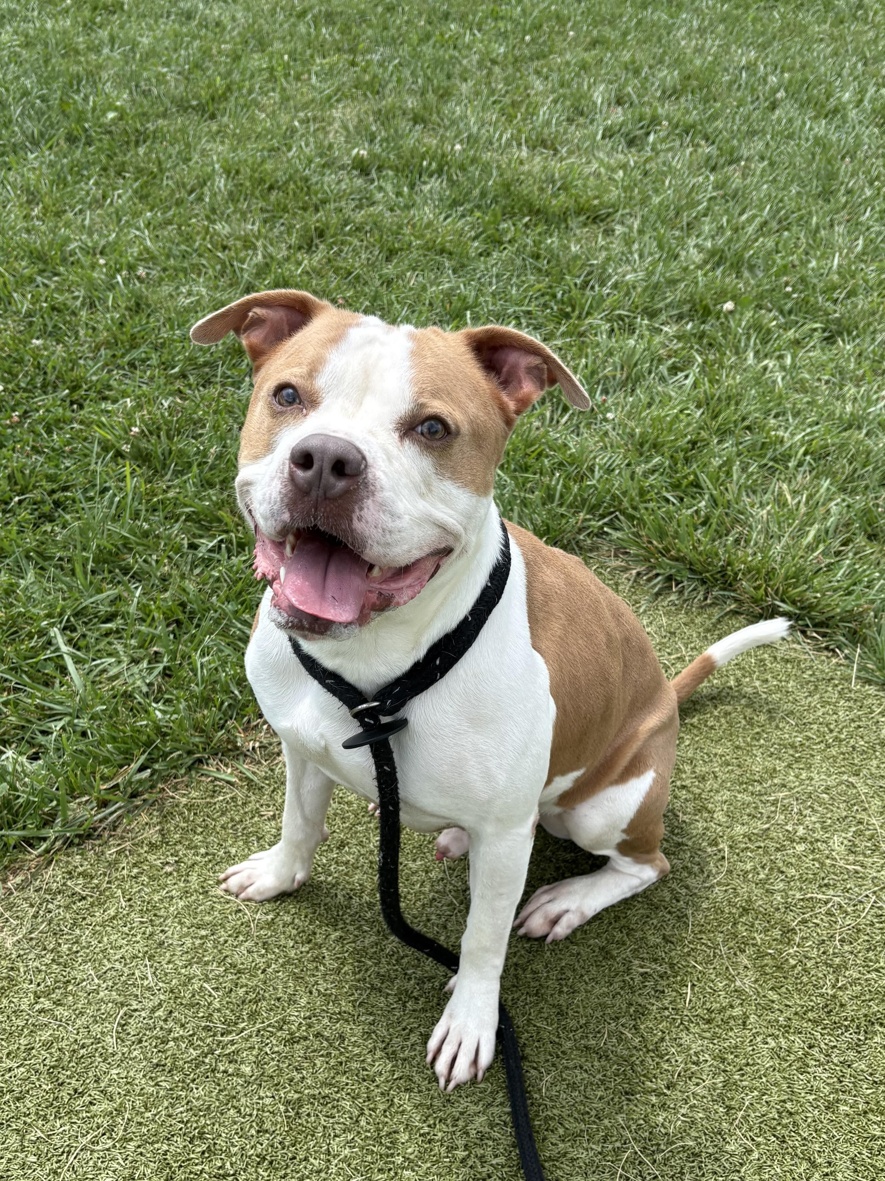 Rubble, Adoptable, Adult Male Pit Bull Terrier.