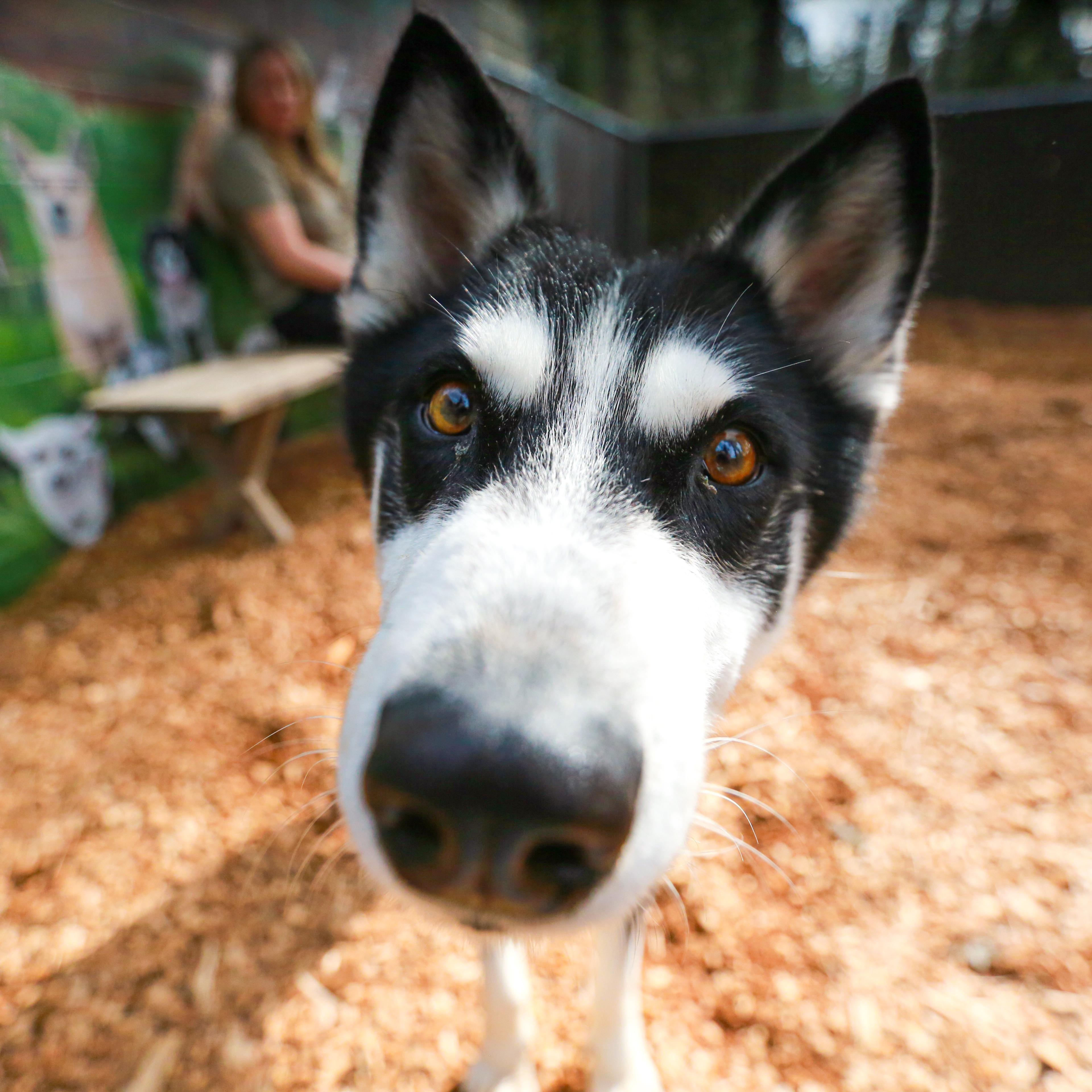 Mimic- Goofball, a ADOPTABLE Husky in Grass Valley, CA image 4/6