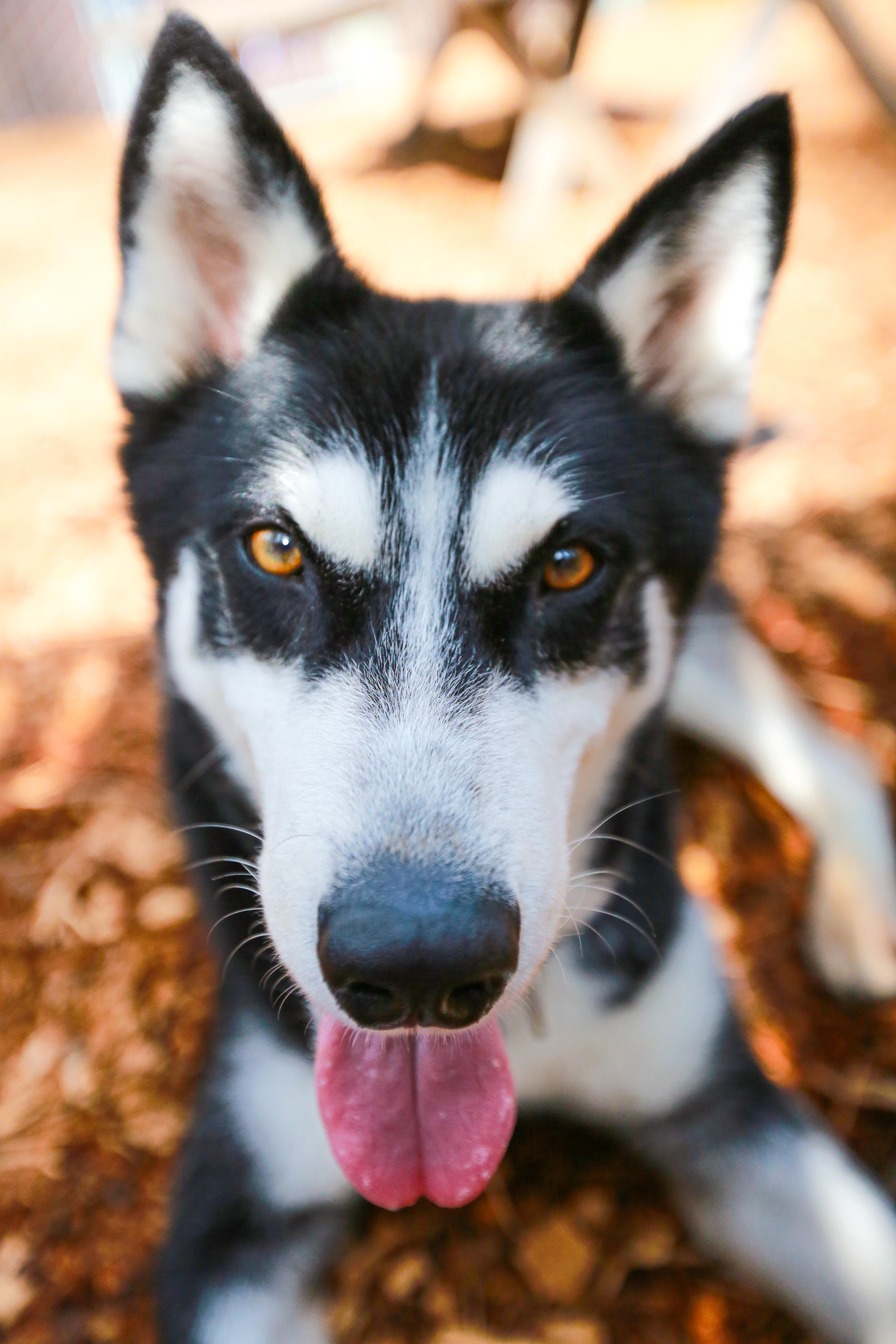 Mimic- Goofball, a ADOPTABLE Husky in Grass Valley, CA image 5/6