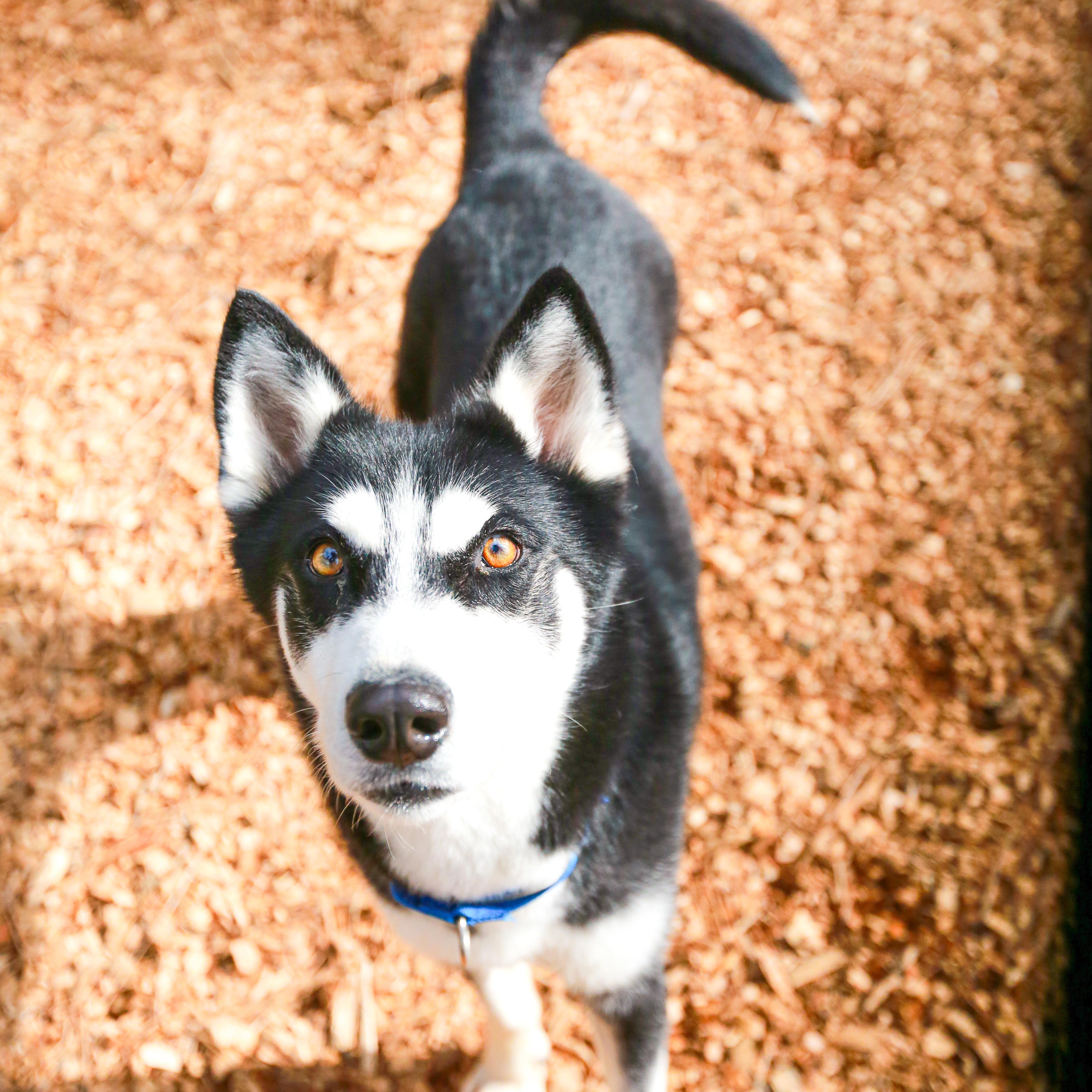 Mimic- Goofball, a ADOPTABLE Husky in Grass Valley, CA image 2/6
