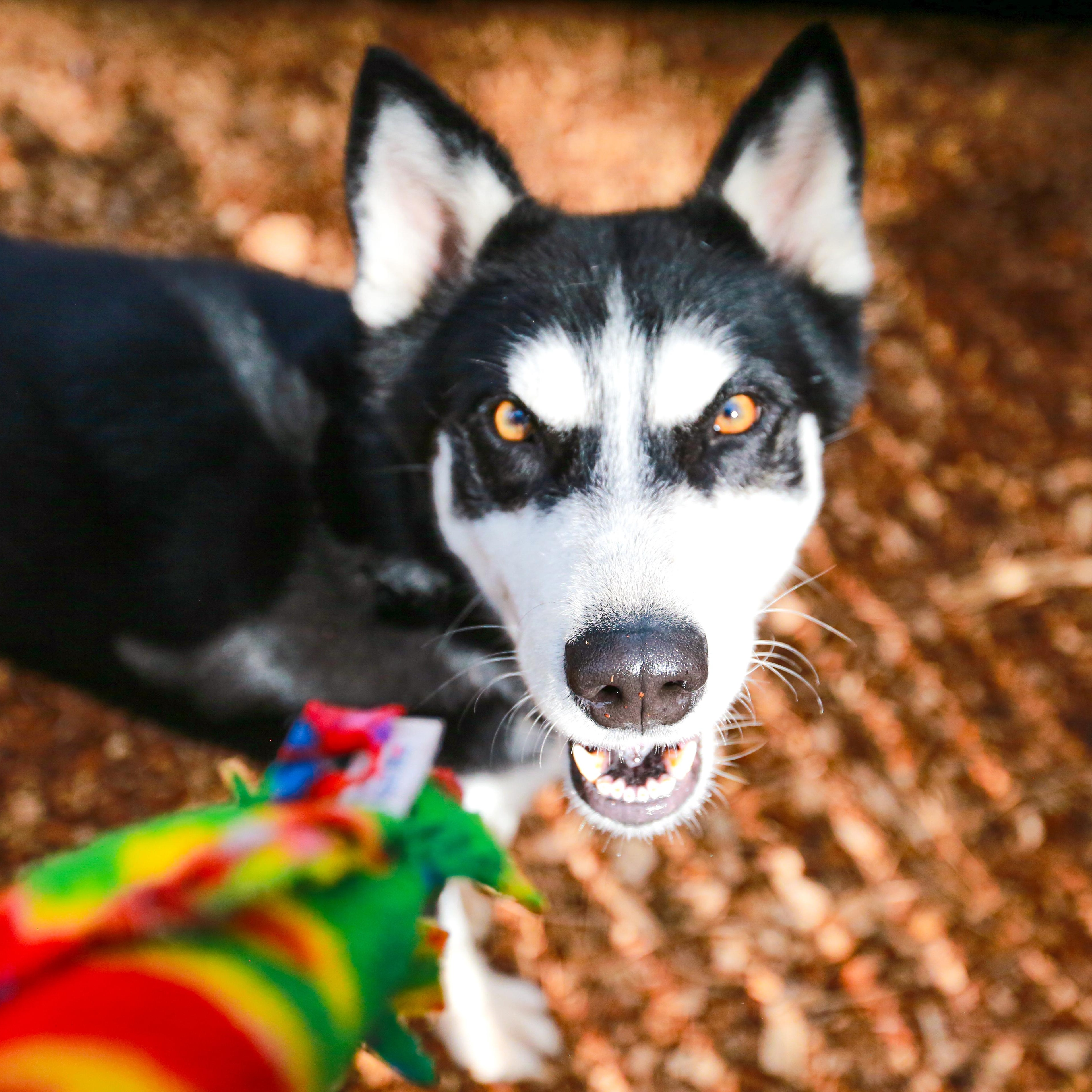 Mimic- Goofball, a ADOPTABLE Husky in Grass Valley, CA image 1/6