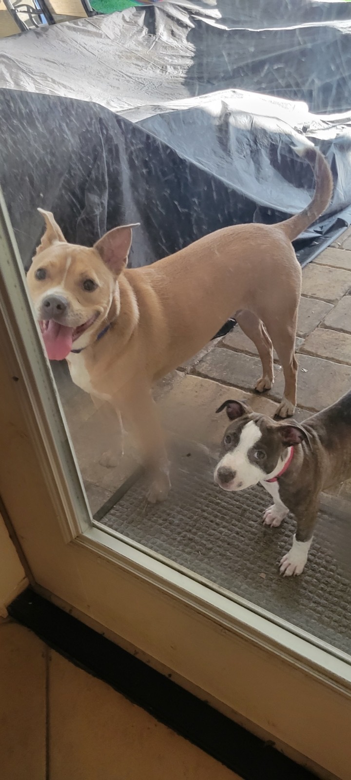 Tootsie, Adopted, Puppy Female Mixed Breed.