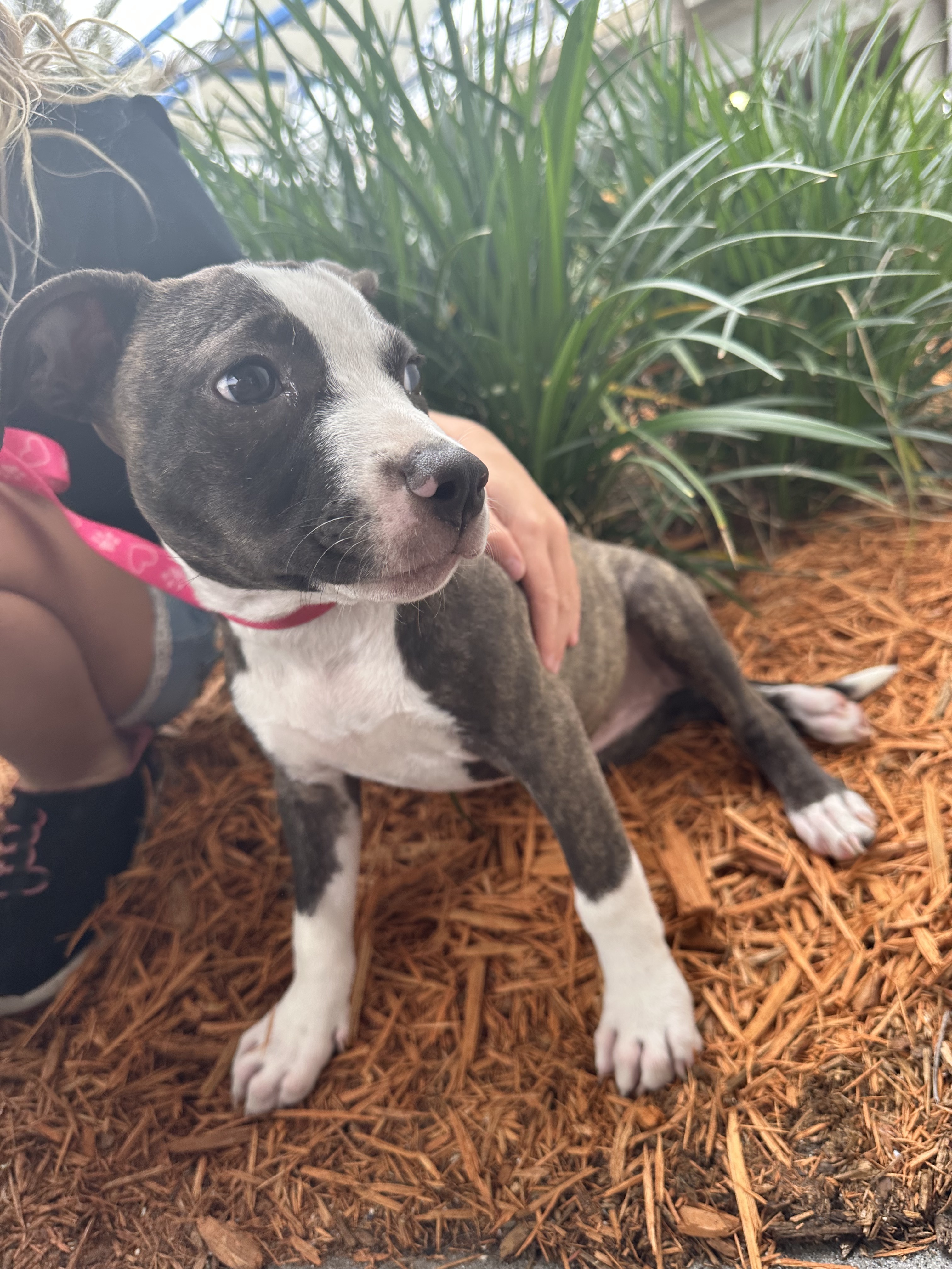 Enlarge Tootsie, a Adopted mixed breed in Atlantic Beach, FL image 2/12