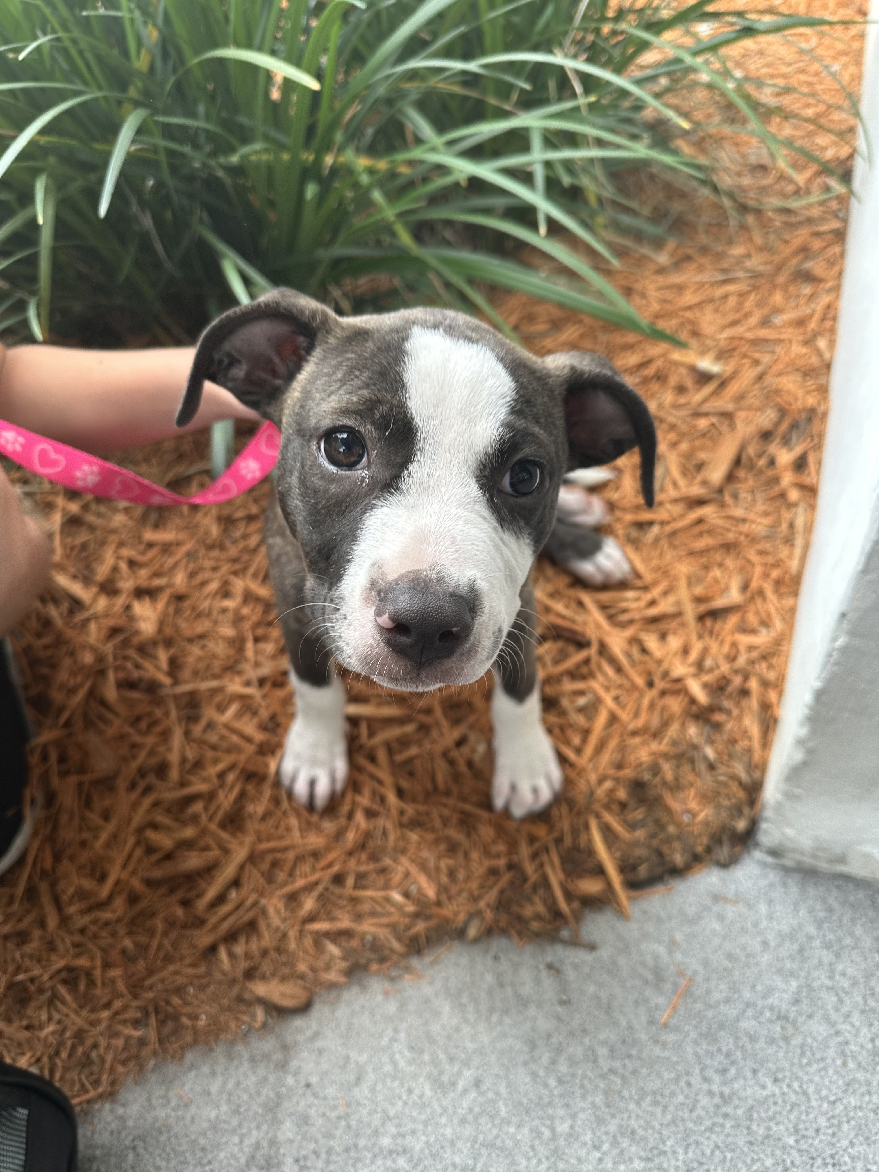 Enlarge Tootsie, a Adopted mixed breed in Atlantic Beach, FL image 4/12