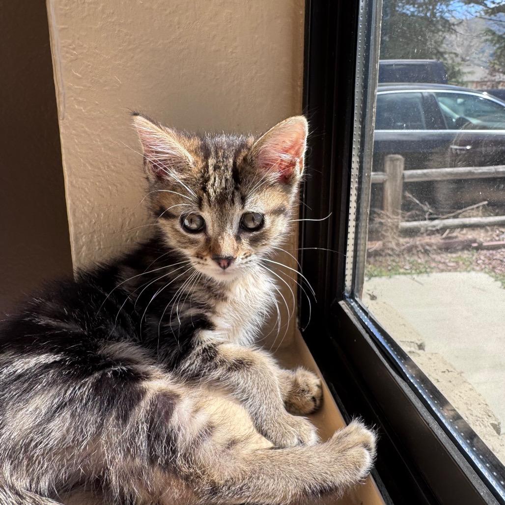 Spice, Adoptable, Kitten Female Domestic Short Hair.