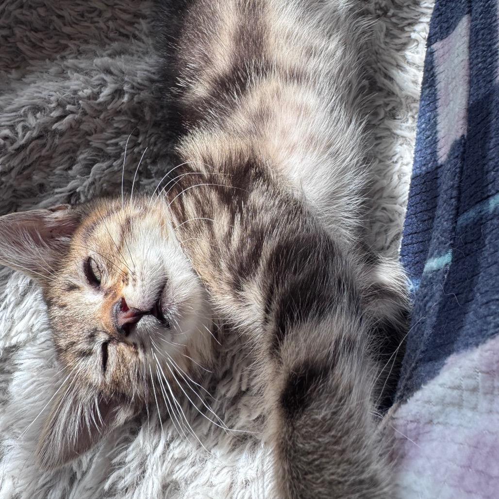 Enlarge Spice, a Adoptable Domestic Short Hair in Los Angeles, CA image 2/6